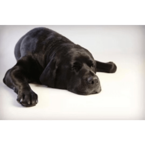 black lab sprawled on the floor sleeping