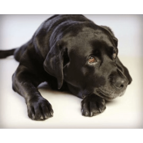 Black lab laying with head resting on paw